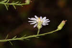 Rice button aster